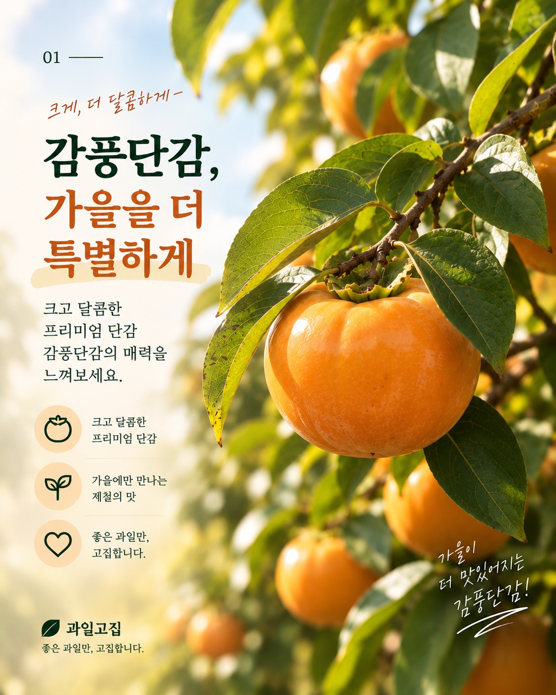 감풍단감